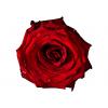 Red Rose Werner Pawlok; Flowers;