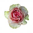 Red White Rose
