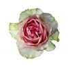 Red White Rose Werner Pawlok; Flowers;