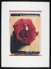 Rose III Rose III; Polaroid 50x60; Polaroid Transfers; Photo by Werner Pawlok; Unikat; 