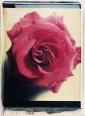 Rose IV