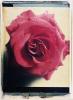 Rose IV Rose IV; Polaroid 50x60; Polaroid Transfers; Photo by Werner Pawlok; Unikat; 