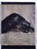 Schildkröte I Polaroid 50x60; Werner Pawlok; Polaroid Fotografie; Crying Animals; Schildkröte I;