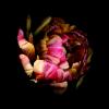 Tulpe 2 Werner Pawlok; Flowers;