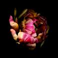 Tulpe 2