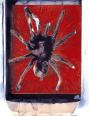 Vogelspinne I