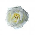 White Rose