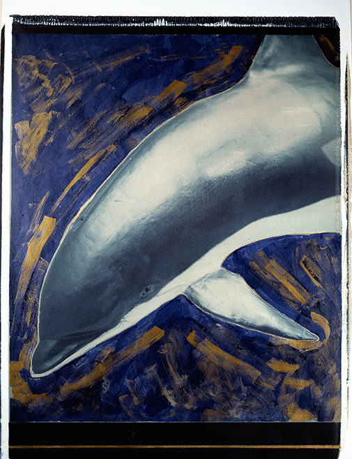 Delphin I Delphin I; Polaroid 50x60; Polaroid 20x24"; Polaroid Fotografie; Crying Animals; Werner Pawlok; Delphin I Delphin I; Polaroid 50x60; Polaroid 20x24"; Polaroid Fotografie; Crying Animals; Werner Pawlok;