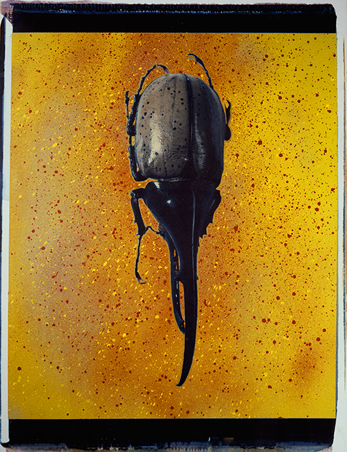 Käfer I Polaroid 50x60; Werner Pawlok; Polaroid Fotografie; Crying Animals; Käfer I; Käfer I Polaroid 50x60; Werner Pawlok; Polaroid Fotografie; Crying Animals; Käfer I;