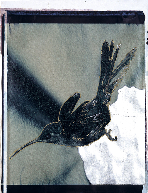 Kolibri I Polaroid 50x60; Werner Pawlok; Polaroid Fotografie; Crying Animals; Kolibri I; Kolibri I Polaroid 50x60; Werner Pawlok; Polaroid Fotografie; Crying Animals; Kolibri I;