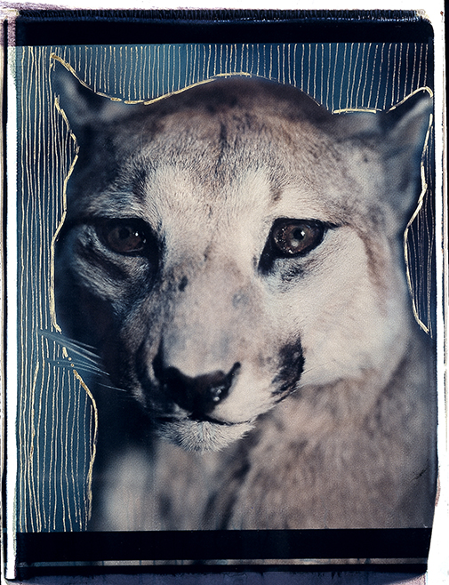 Puma I Polaroid 50x60; Werner Pawlok; Polaroid Fotografie; Crying Animals; Puma I;