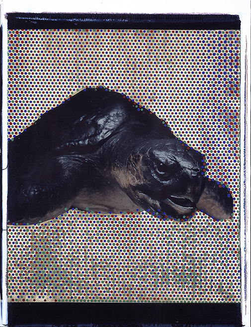 Schildkröte I Polaroid 50x60; Werner Pawlok; Polaroid Fotografie; Crying Animals; Schildkröte I; Schildkröte I Polaroid 50x60; Werner Pawlok; Polaroid Fotografie; Crying Animals; Schildkröte I;