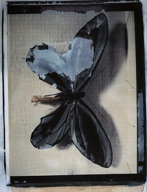 Schmetterling I Polaroid 50x60; Werner Pawlok; Polaroid Fotografie; Crying Animals; Schmetterling I; Schmetterling I Polaroid 50x60; Werner Pawlok; Polaroid Fotografie; Crying Animals; Schmetterling I;