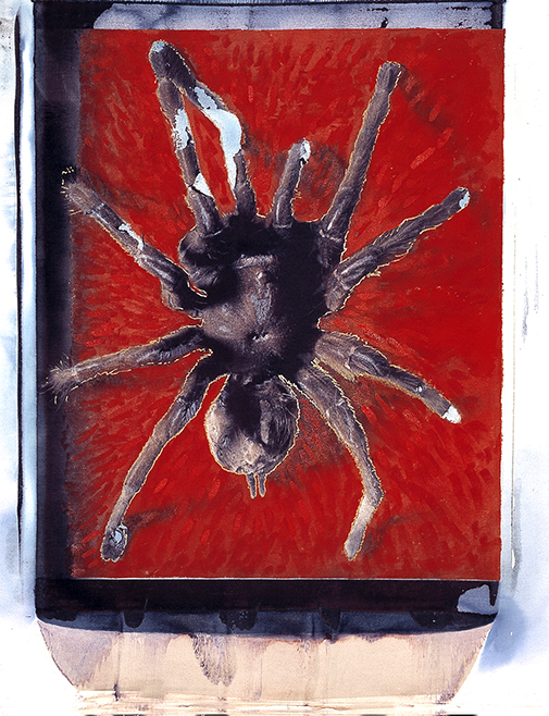 Vogelspinne I Polaroid 50x60; Werner Pawlok; Polaroid Fotografie; Crying Animals; Vogelspinne I; Vogelspinne I Polaroid 50x60; Werner Pawlok; Polaroid Fotografie; Crying Animals; Vogelspinne I;