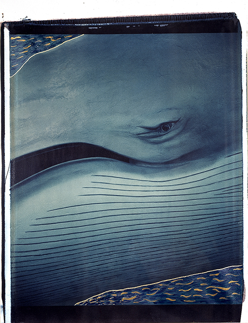 Wal I Polaroid 50x60; Werner Pawlok; Polaroid Fotografie; Crying Animals; Wal I;