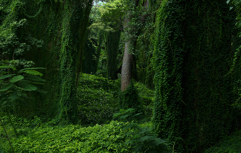 Forest in cuba I Werner Pawlok; Cuba - expired; Forest in cuba I, Werner Pawlok Bild kaufen,