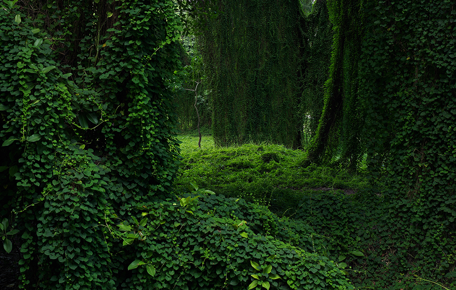 Forest in cuba II Werner Pawlok; Cuba - expired; Forest in cuba II, Werner Pawlok Bild kaufen, Forest in cuba II Werner Pawlok; Cuba - expired; Forest in cuba II, Werner Pawlok Bild kaufen,