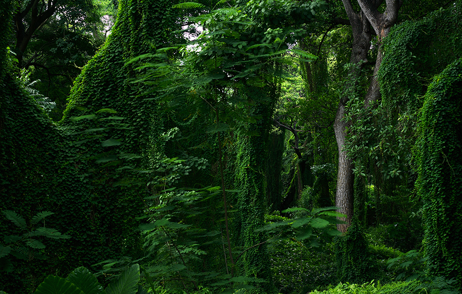 Forest in cuba III Werner Pawlok; Cuba - expired; Forest in cuba III, Werner Pawlok Bild kaufen,