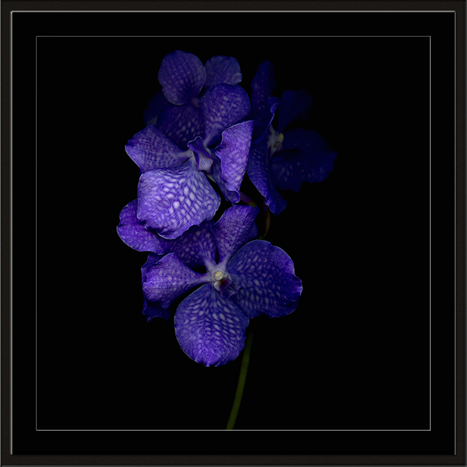1995 orchidee 1 1995 orchidee 1