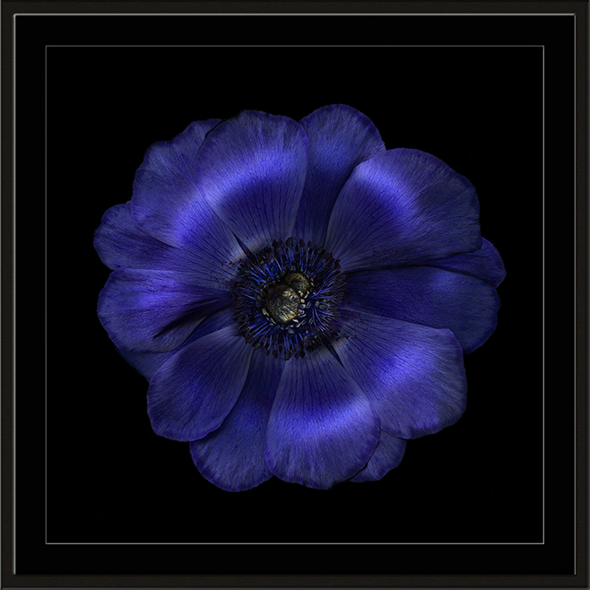 1996 anemone mit blumenstaub 1996 anemone mit blumenstaub