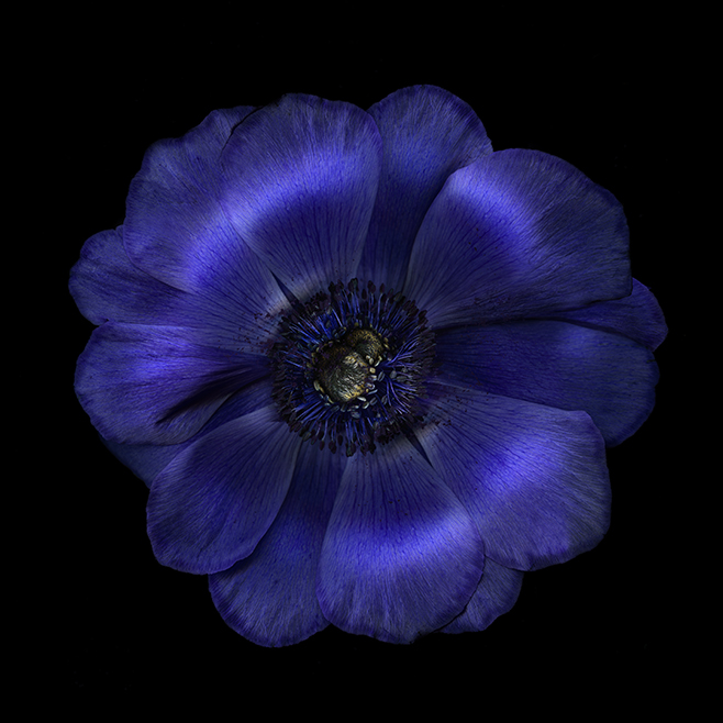 Anemone 3 Werner Pawlok; Flowers; Anemone 3 Werner Pawlok; Flowers;