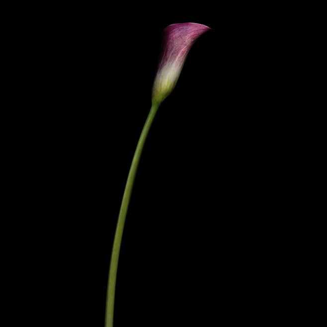 Lilie 4 Werner Pawlok; Flowers;
