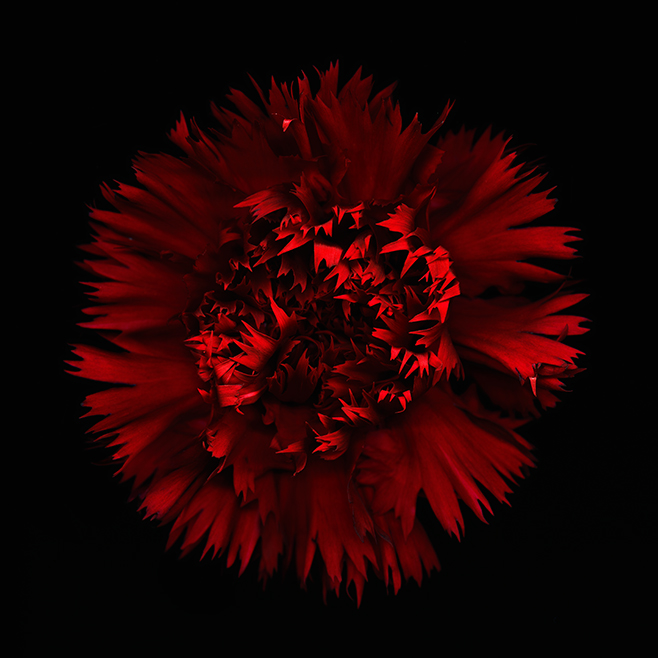 Nelke Werner Pawlok; Flowers; Nelke Werner Pawlok; Flowers;