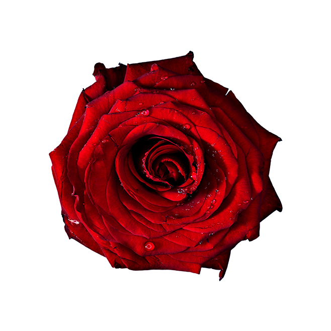 Red Rose Werner Pawlok; Flowers; Red Rose Werner Pawlok; Flowers;