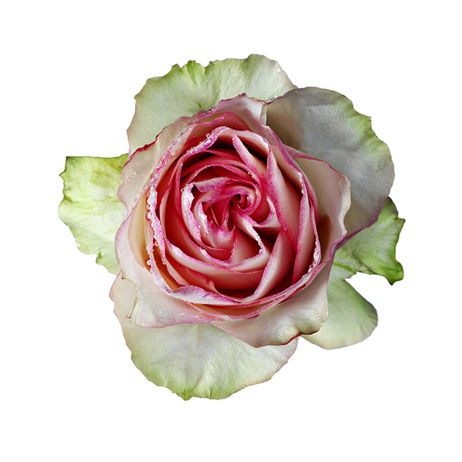Red White Rose Werner Pawlok; Flowers; Red White Rose Werner Pawlok; Flowers;