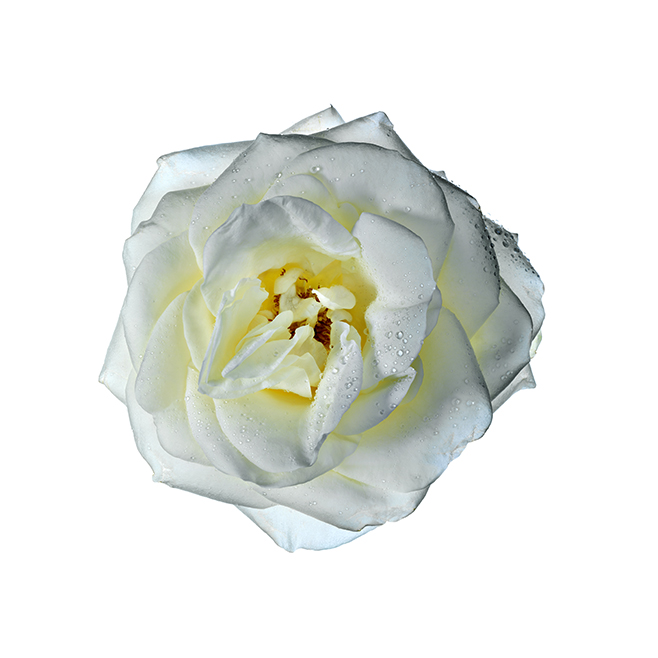 White Rose Werner Pawlok; Flowers;