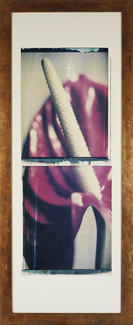 Anturie Anturie; Polaroid 50x60; Polaroid Transfers; Photo by Werner Pawlok; Unikat; Anturie Anturie; Polaroid 50x60; Polaroid Transfers; Photo by Werner Pawlok; Unikat;