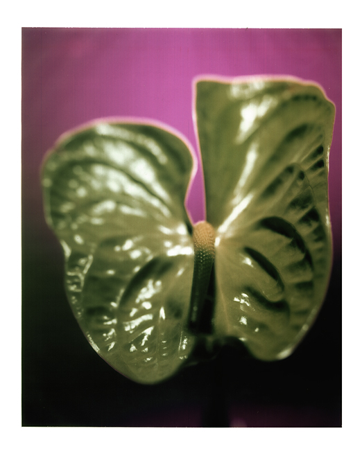 Blatt polaroid, polaroid grossformat, photo by werner pawlok, unikat, fine art photography, art, kunst, fotografie, nature Blatt polaroid, polaroid grossformat, photo by werner pawlok, unikat, fine art photography, art, kunst, fotografie, nature