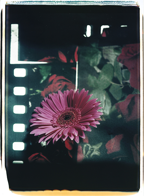 Blume mit Hintergrund III Blume mit Hintergrund III; Polaroid 50x60; Polaroid Transfers; Photo by Werner Pawlok; Unikat; Blume mit Hintergrund III Blume mit Hintergrund III; Polaroid 50x60; Polaroid Transfers; Photo by Werner Pawlok; Unikat;