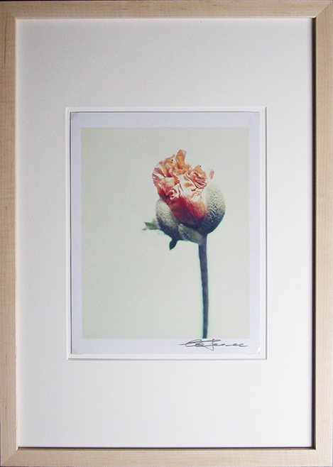 Blumen III Mohnbluete Blumen III Mohnbluete; Polaroid 50x60; Polaroid Transfers; Photo by Werner Pawlok; Unikat; Blumen III Mohnbluete Blumen III Mohnbluete; Polaroid 50x60; Polaroid Transfers; Photo by Werner Pawlok; Unikat;