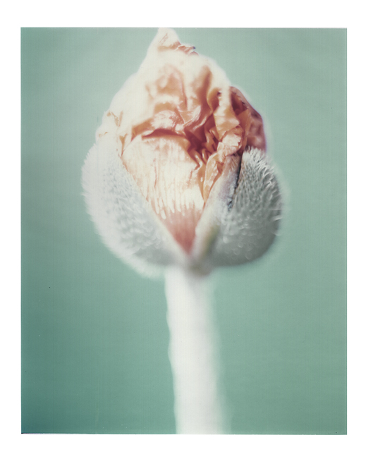 Blumen V Mohnblüte polaroid, polaroid grossformat, photo by werner pawlok, unikat, fine art photography, art, kunst, fotografie, nature, flowers