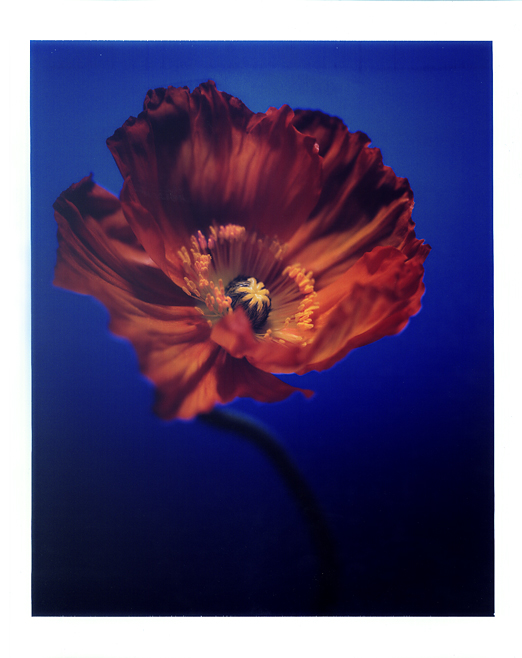 Blumen VI Mohnblüte polaroid, polaroid grossformat, photo by werner pawlok, unikat, fine art photography, art, kunst, fotografie, flowers, nature