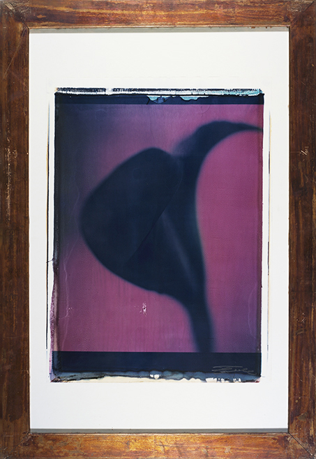 Drei Lilien (Rot) Drei Lilien Rot; Polaroid 50x60; Polaroid Transfers; Photo by Werner Pawlok; Unikat; Drei Lilien (Rot) Drei Lilien Rot; Polaroid 50x60; Polaroid Transfers; Photo by Werner Pawlok; Unikat;