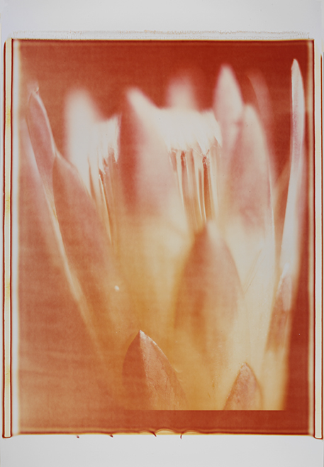 Feuer IV Feuer IV; Polaroid 50x60; Polaroid Transfers; Photo by Werner Pawlok; Unikat; Feuer IV Feuer IV; Polaroid 50x60; Polaroid Transfers; Photo by Werner Pawlok; Unikat;