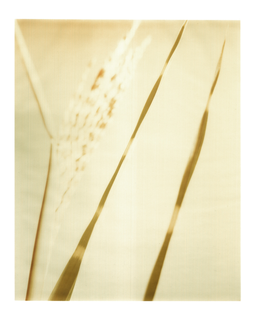 Grässer polaroid, polaroid grossformat, photo by werner pawlok, unikat, fine art photography, art, kunst, fotografie, nature