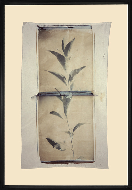 Grow Grow; Polaroid 50x60; Polaroid Transfers; Photo by Werner Pawlok; Unikat; Grow Grow; Polaroid 50x60; Polaroid Transfers; Photo by Werner Pawlok; Unikat;