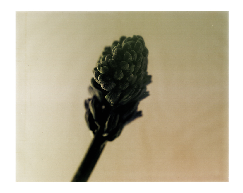 Hyacinth I polaroid, polaroid grossformat, photo by werner pawlok, unikat, fine art photography, art, kunst, fotografie, flowers, nature