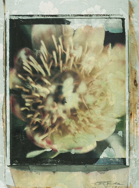 Igel Igel; Polaroid 50x60; Polaroid Transfers; Photo by Werner Pawlok; Unikat; 