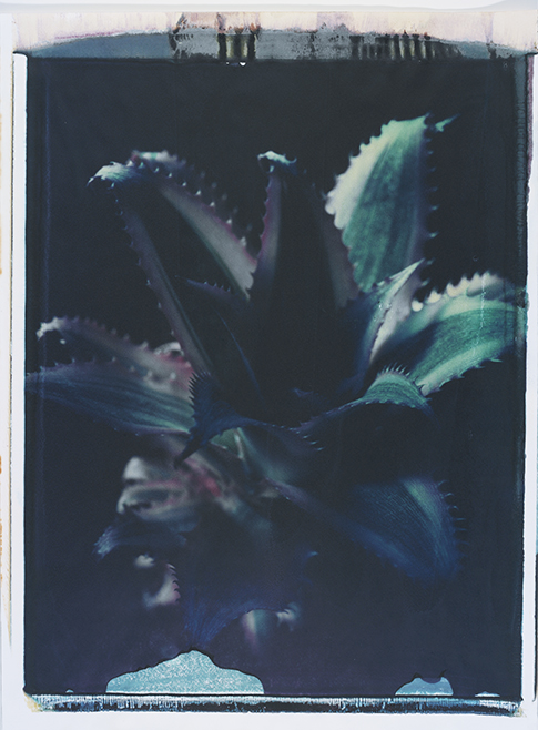 Kaktus II Kaktus II; Polaroid 50x60; Polaroid Transfers; Photo by Werner Pawlok; Unikat; Kaktus II Kaktus II; Polaroid 50x60; Polaroid Transfers; Photo by Werner Pawlok; Unikat;