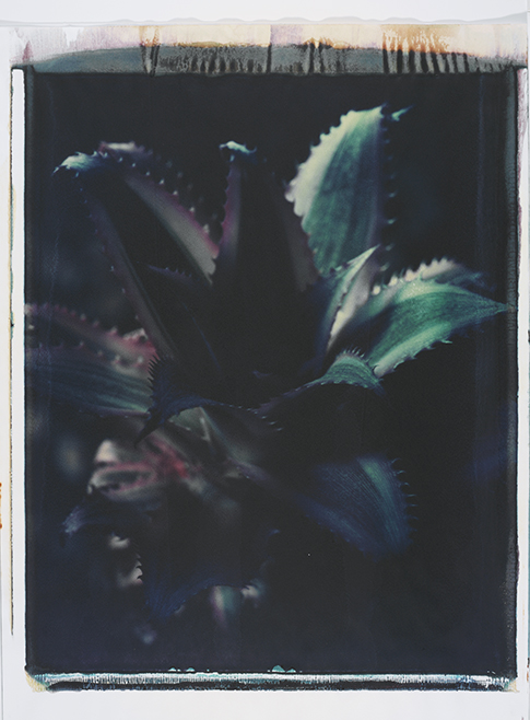 Kaktus IV Kaktus IV; Polaroid 50x60; Polaroid Transfers; Photo by Werner Pawlok; Unikat; 