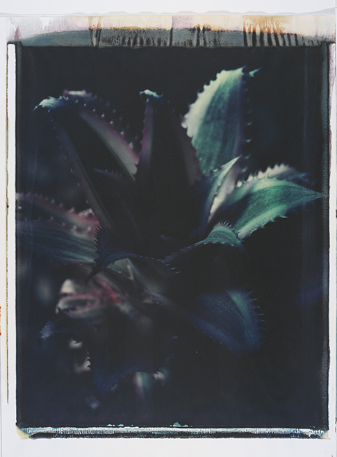 Kaktus IV Kaktus IV; Polaroid 50x60; Polaroid Transfers; Photo by Werner Pawlok; Unikat; Kaktus IV Kaktus IV; Polaroid 50x60; Polaroid Transfers; Photo by Werner Pawlok; Unikat;