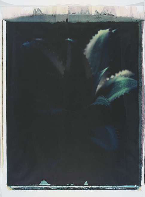 Kaktus V Kaktus V; Polaroid 50x60; Polaroid Transfers; Photo by Werner Pawlok; Unikat; 