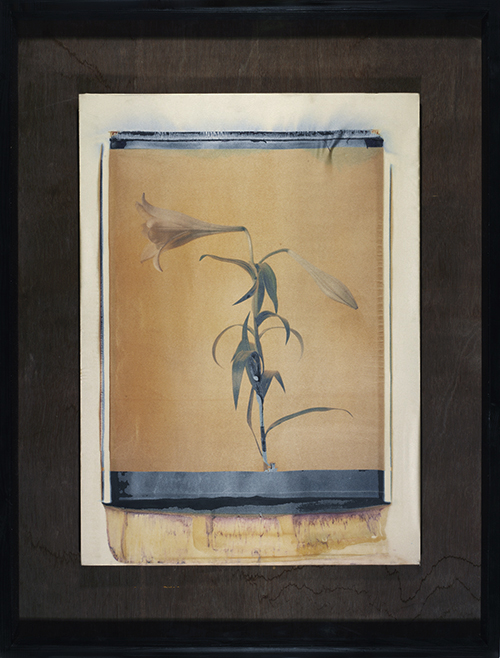 Lilien Tryptichon (Gelb) Lilien Tryptichon (Gelb); Polaroid 50x60; Polaroid Transfers; Photo by Werner Pawlok; Unikat; Lilien Tryptichon (Gelb) Lilien Tryptichon (Gelb); Polaroid 50x60; Polaroid Transfers; Photo by Werner Pawlok; Unikat;