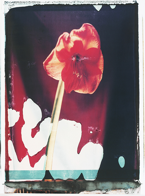 Mohn I Mohn I; Polaroid 50x60; Polaroid Transfers; Photo by Werner Pawlok; Unikat; 