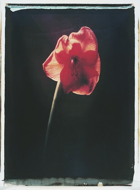 Mohn II Mohn II; Polaroid 50x60; Polaroid Transfers; Photo by Werner Pawlok; Unikat; 