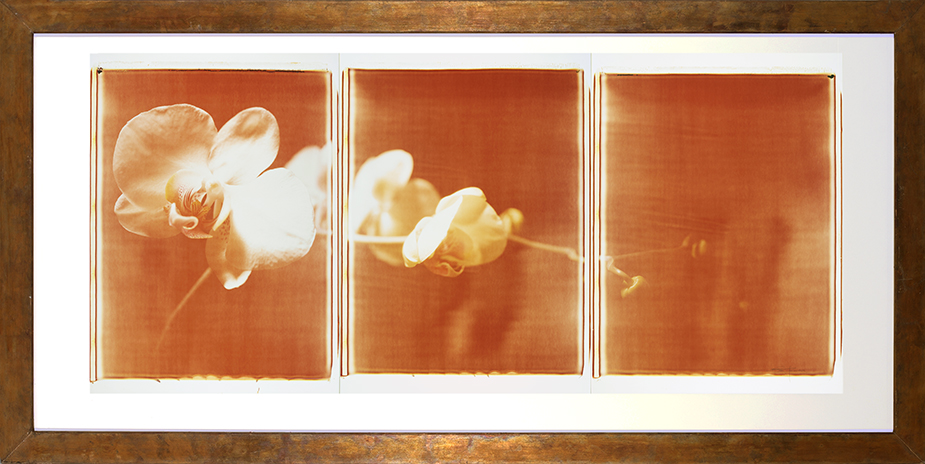 Orchidee Monochrome Orchidee Monochrome; Polaroid 50x60; Polaroid Transfers; Photo by Werner Pawlok; Unikat; Orchidee Monochrome Orchidee Monochrome; Polaroid 50x60; Polaroid Transfers; Photo by Werner Pawlok; Unikat;